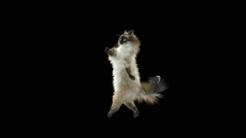 Katze tanzt HD