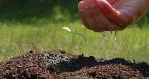 Farmer Hand Watering Green Sprout