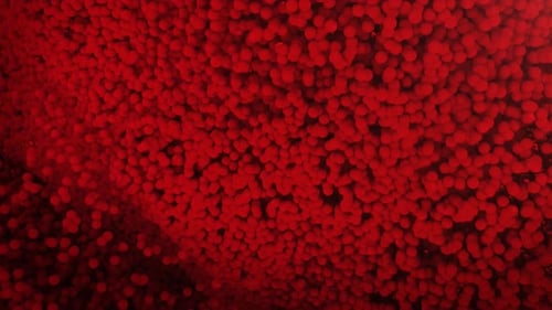 Dynamic Abstract Red Particle Swarm Reveal