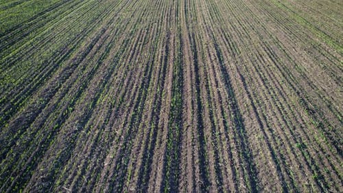 Flight Over a Field with Green Grass