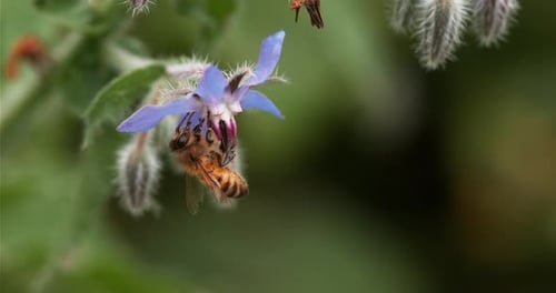 European Honey Bee, apis mellifera, Bee Booting a Borage Flower, Pollination Act, Normandy
