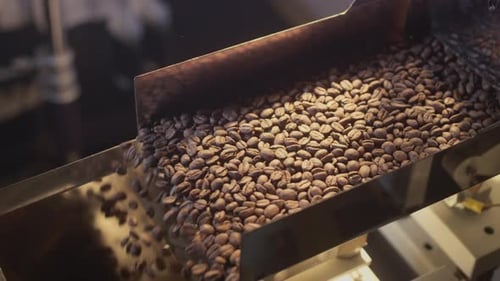 Roasted Coffee Beans Pouring from a Machine