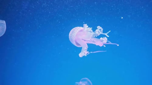 Wonderful Closeup Of Blue Glowing White-Spotted Jellyfish - Phyllorhiza Punctata