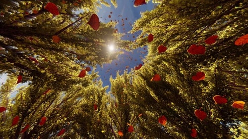 Herbstlicher Wald 1