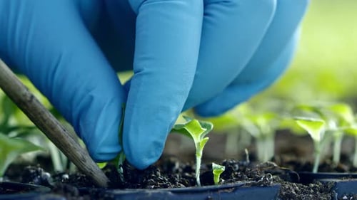 Planting Green Seedling
