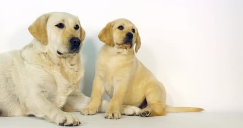 Gelber Labrador Retriever, Hündin und Welpe auf weißem Hintergrund, Normandie, Zeitlupe 4K