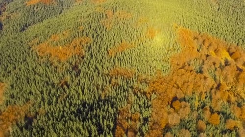 Colorful Autumn Forest
