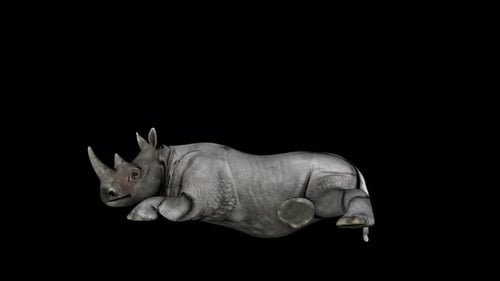 4K Rhino assis