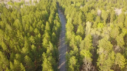 Car On Forest Road