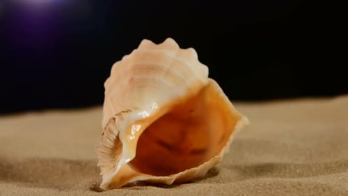 Ungewöhnliche Meeresmuschel auf Sand, schwarz, Rotation, Makro, Nahaufnahme