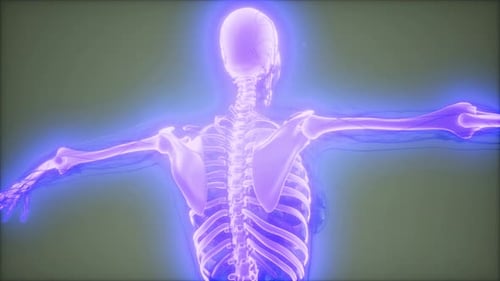 3D Human Skeleton with Glowing Nerves and Veins Animation