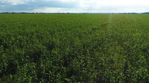 Aerial View of Green Corn Maize Field. Plantation Landscape in Sunny Summer Day