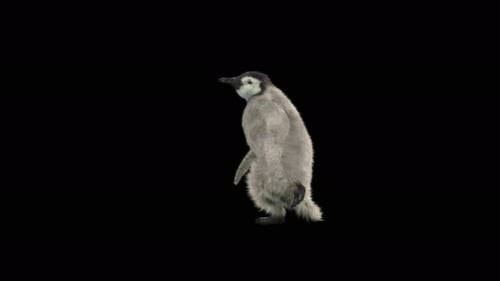 Pinguin tanzen 4K