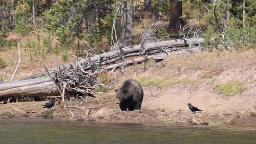 Grizzly bear standing over its bull elk kill buried in the dirt along the river