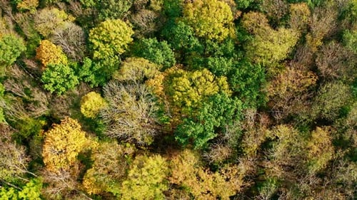 Natural background of colorful forest