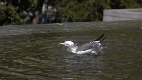 Möwe