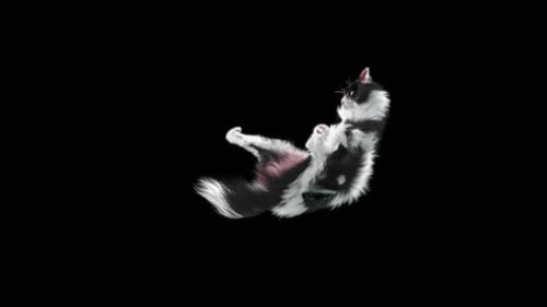Animated Black and White Cat Sneaking Walk Cycle