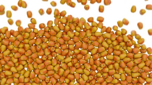 Falling Yellow and Orange Seeds on White Background