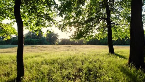 Beautiful sunlight in the forest
