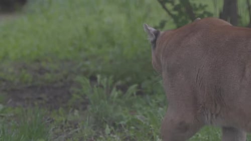 Beautiful Puma in Spring Forest