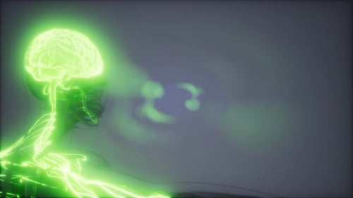 Glowing Human Brain and Nervous System Animated Visualization