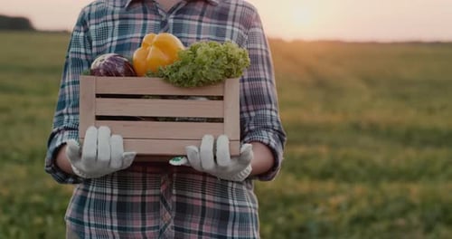 Farmer Holds a Box of Vegetables From His Field