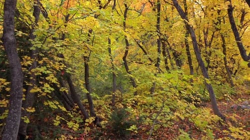 Walking through colorful forest in Autumn past trees and through the leaves