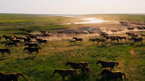 Caballos salvajes corriendo Mustangs salvajes corren sobre el hermoso polvo de hierba verde de debajo de los cascos