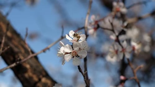 Bee Pollinating White Blossoms on Tree Branch