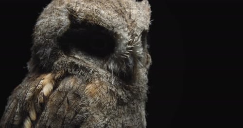 Adorable Little Owl Is Sitting on a Branch in the Studio,