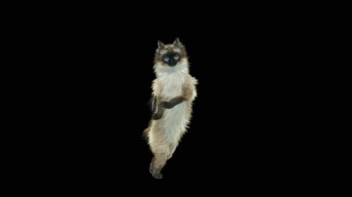 Katze tanzt HD