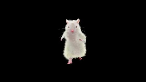Cute White Hamster Dancing Animation