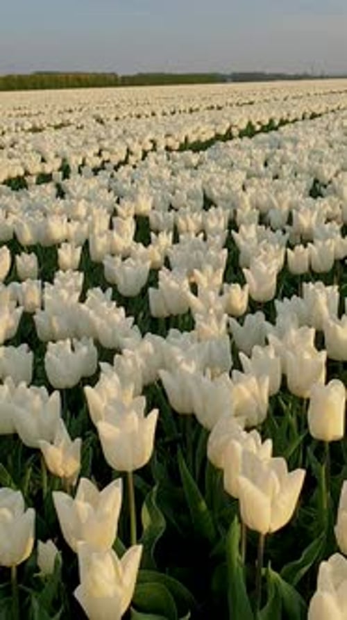 White Tulips During Sunset Tulip Fields in the Netherlands