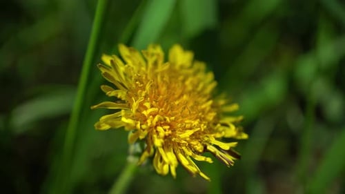 Bright Yellow Dandelion Flower in Close Up View