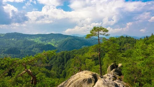 Mountain Landscape with Pine Trees Growing on Rock