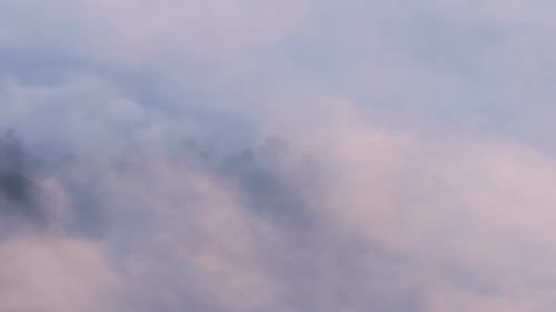 Fog Moving Over Forest