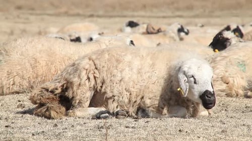Resting Sheep in a Grassy Rural Field