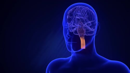 Visualization of parts of the brain