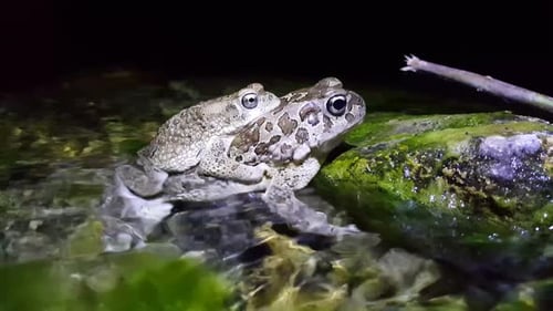 Mating European green toad
