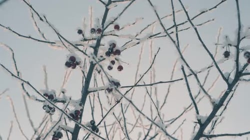 Branches with Red Paradise Apples Under Frost in Winter
