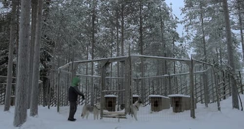 Person with Huskies in Snowy Forest Kennel
