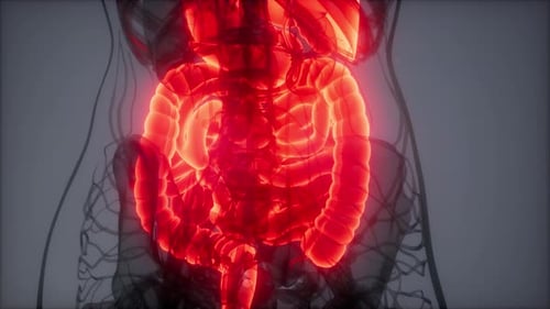 3D Animation of Human Abdominal Organs and Intestines