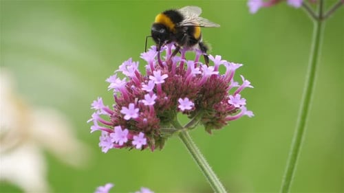 Bumblebee Collecting Nectar From a Purple Flower