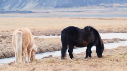 Icelandic Horse Posing in a Field Surrounded By Scenic Nature of Iceland