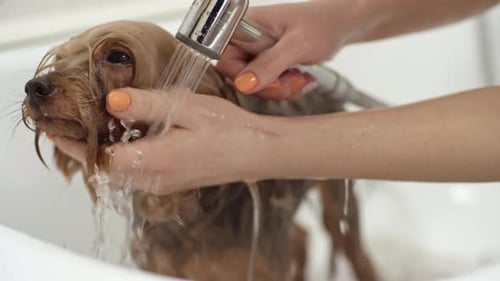Small Dog Gets a Bath in Bathtub