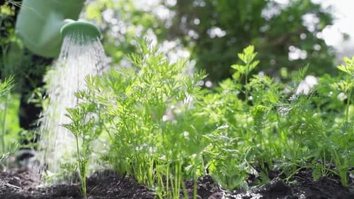 Young Woman Watering Vegetable Garden From Watering Can