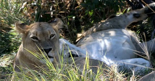 Lion without a mane Botswana Africa safari wildlife