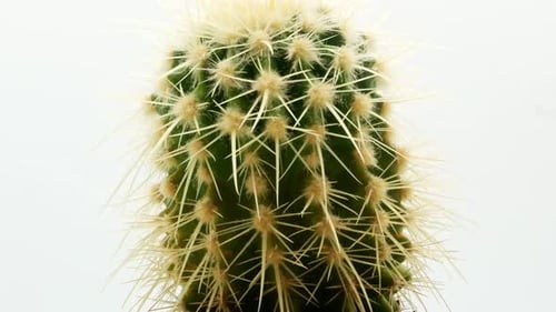 Cactus on Isolated White Background