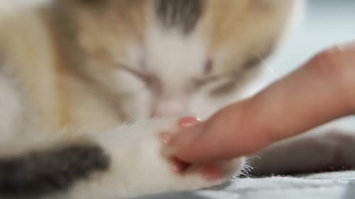 Finger pets a sleeping kitten's soft paw