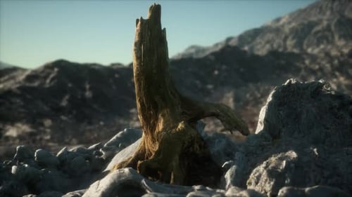Dead Pine Tree at Granite Rock at Sunset